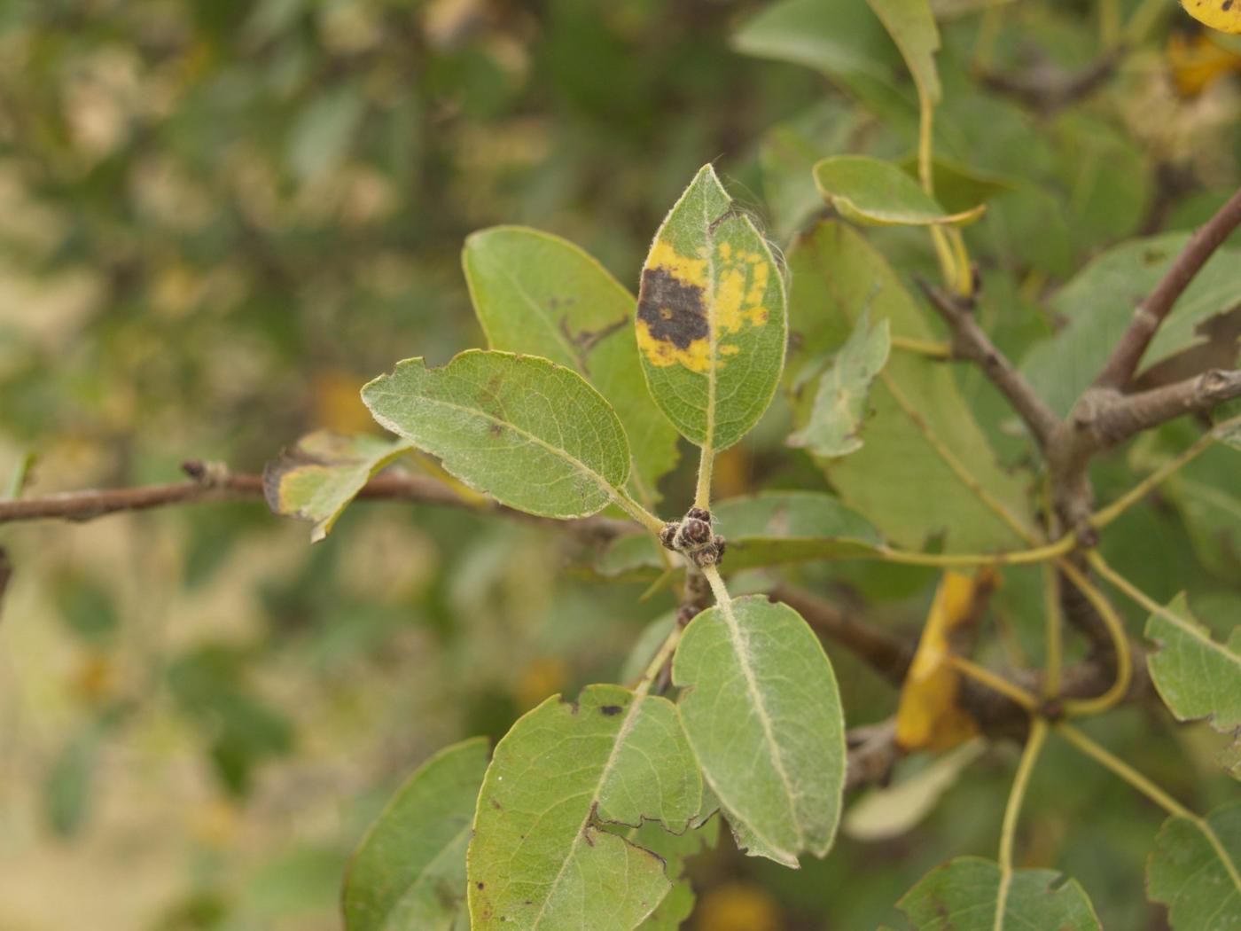 Pear, Domestic leaf